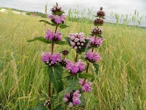 растение от желязна руда от паразити в тялото