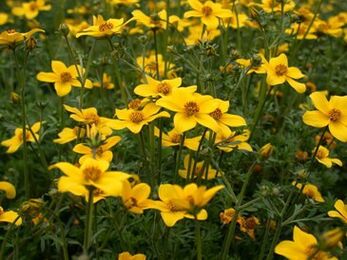 серия от паразити в тялото