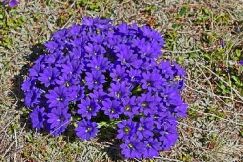 треска корен от паразити в тялото