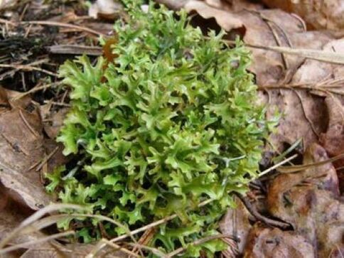 цетрария от паразити в тялото