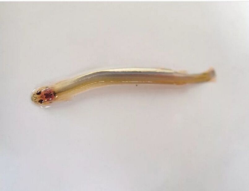 Wandellia мустачка - опасна паразитна риба