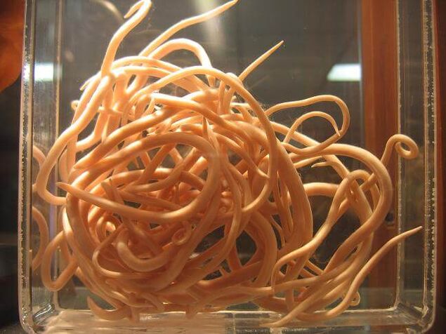 Кръглите червеи са червеи, принадлежащи към класа на нематодите. 
