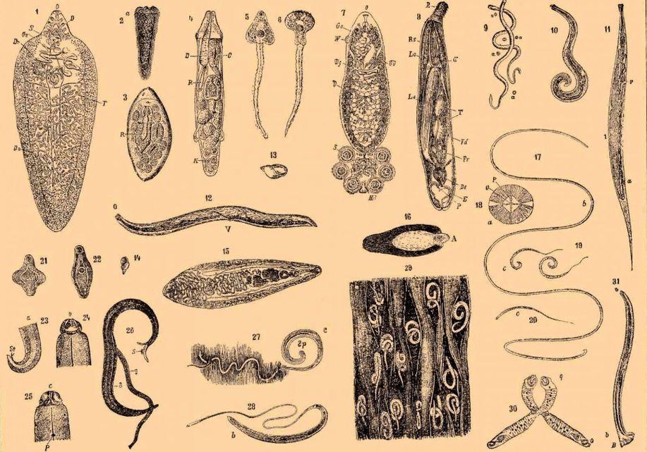 Видове червеи, живеещи в тялото